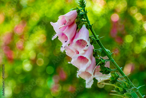 pink flowers in the garden