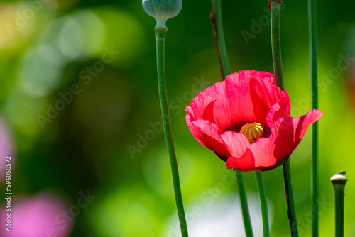 red tulips on green background