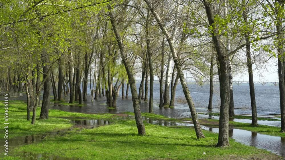 Flood river in spring time. Overflowed river bank in city. Water filled bank with sunken trees. Bottling shoreline flow and natural disaster. Climate change and ecological problem. High water level. Flood river in spring time. Overflowed river bank in city. Water filled bank with sunken trees. Bottling shoreline flow and natural disaster. Climate change and ecological problem. High water level.