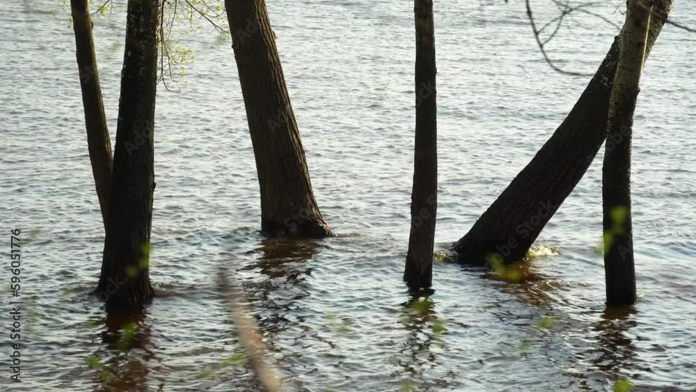 Flood river in spring time. Overflowed river bank in city. Water filled bank with sunken trees. Bottling shoreline flow and natural disaster. Climate change and ecological problem. High water level. Flood river in spring time. Overflowed river bank in city. Water filled bank with sunken trees. Bottling shoreline flow and natural disaster. Climate change and ecological problem. High water level.