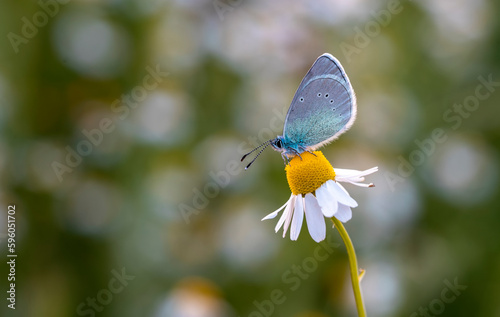 Blackeye butterfly ( Glaucopsyche alexis ) on plant photo