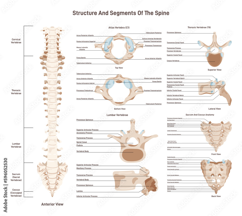 Foto Human spine anatomy set