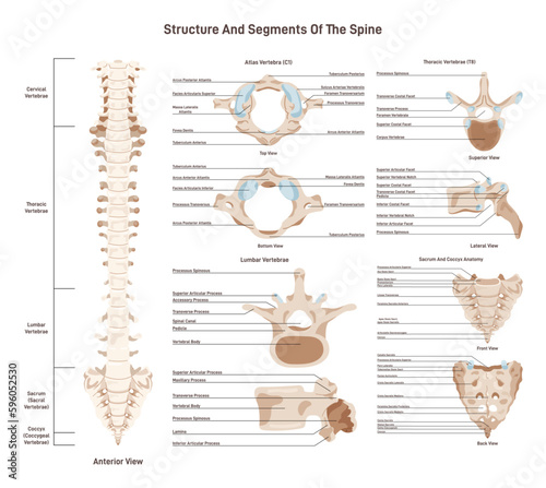 Human spine anatomy set. Vertebral column medical education poster.