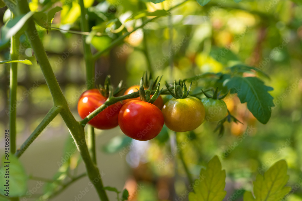 Fresh tomatoes growing growing on a vine, ripe and ripening among green leaves in the sunshine.