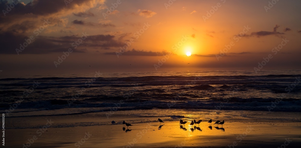 Ταπετσαρία Sunrise with laughing gulls shilouetted on an orange wet sand beach at Fernandina on Amelia Island, Florida