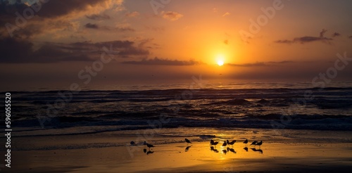 Sunrise with laughing gulls shilouetted on an orange wet sand beach at Fernandina on Amelia Island, Florida.