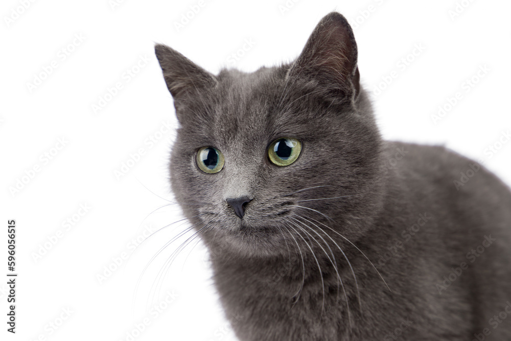 Portrait of a gray cat with green eyes on a white background