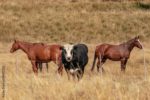 custodio de estancia