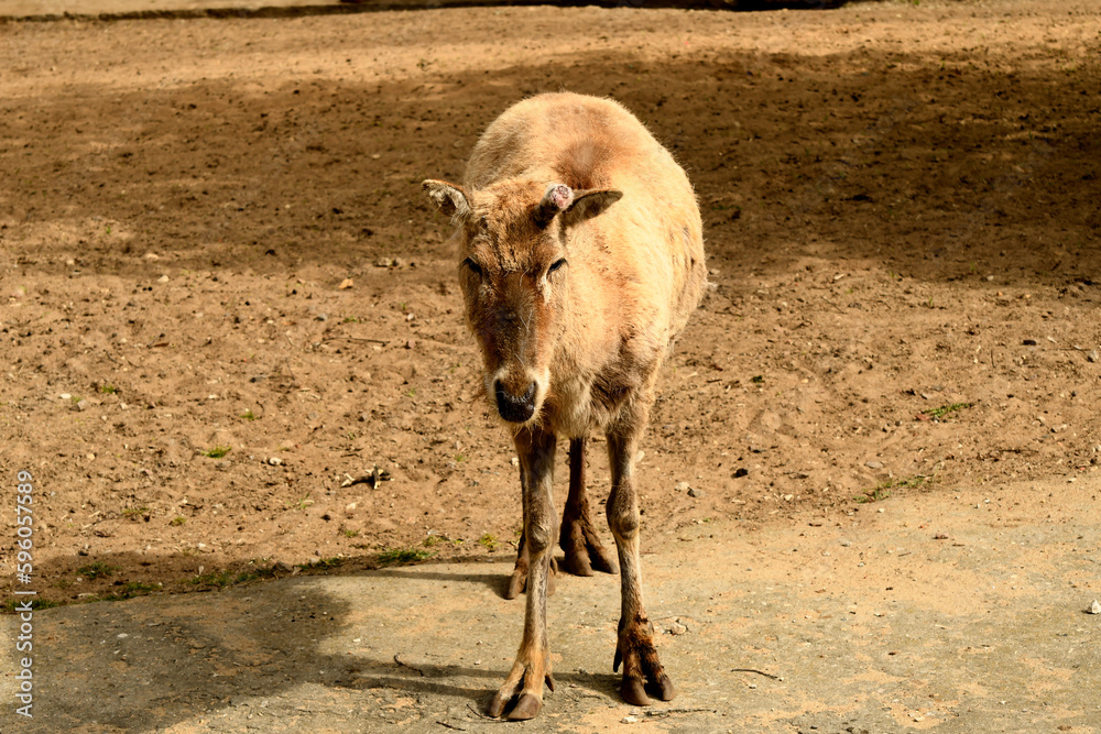 Fototapeta premium Animals are a traditionally (since the time of Aristotle) distinguished category of organisms, currently considered as a biological kingdom. Animals are the main object of zoology study.