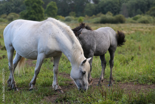 Early in the morning  horses graze freely in the rain