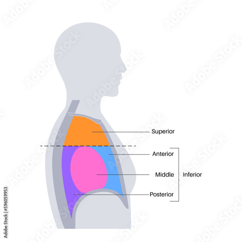 Mediastinum infographic poster