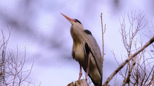 Ardeapurpurea, Purple heron, massive long-legged wading bird with long neck, curved beak sits high in tree, migration of birds of family Ciconiiformes, nest on coast lakes, seas, wildlife protection photo