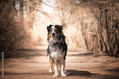 Cute australian shepherd dog in nature