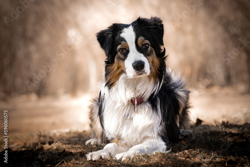 Cute australian shepherd dog in nature