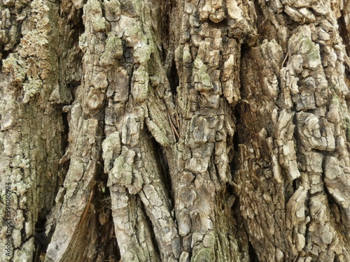 bark of a tree