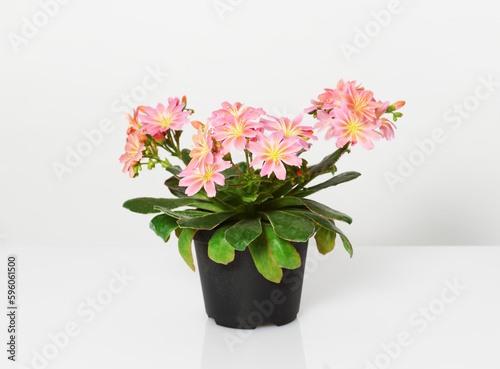 Pot with lewisia flowers