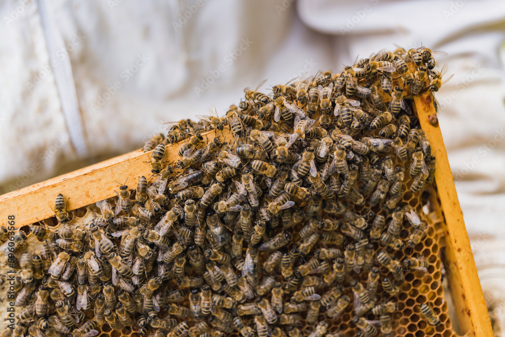Cluster of worker honeybees laying the honeydew in a honeycomb on a wooden hive frame, macro shot. Cluster of worker honeybees laying the honeydew in a honeycomb on a wooden hive frame, macro shot.