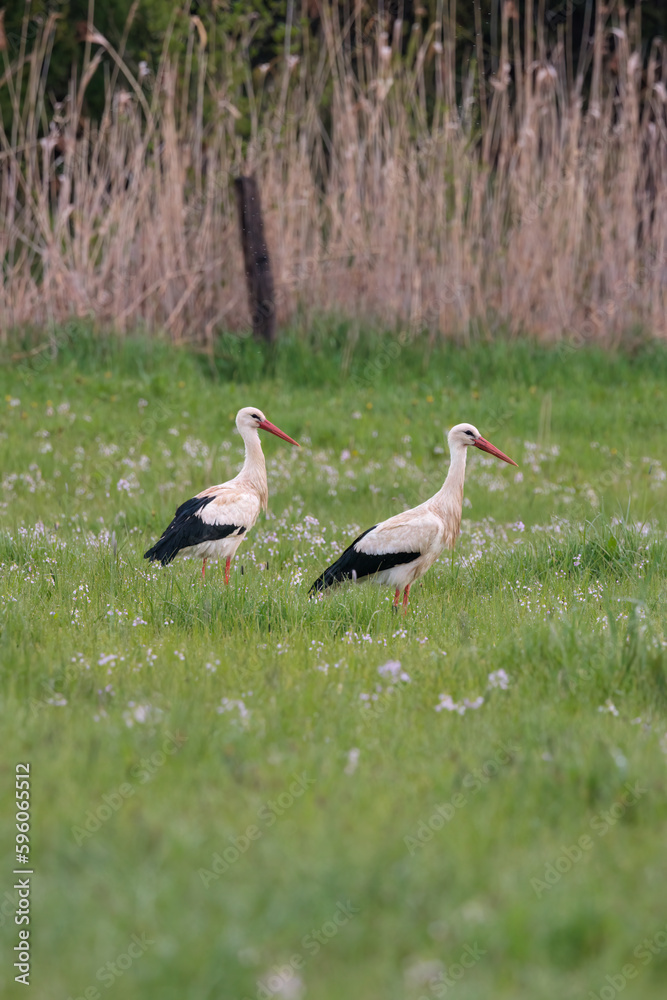Fototapeta premium Couple of white storks wandering in spring flower meadow