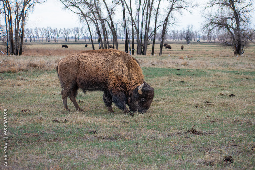 Buffalo with herd in the back