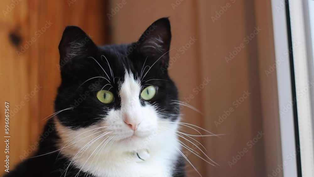 Cute domestic black and white cat looking out the window and saying Meow seeing the birds outside Cute domestic black and white cat looking out the window and saying Meow seeing the birds outside