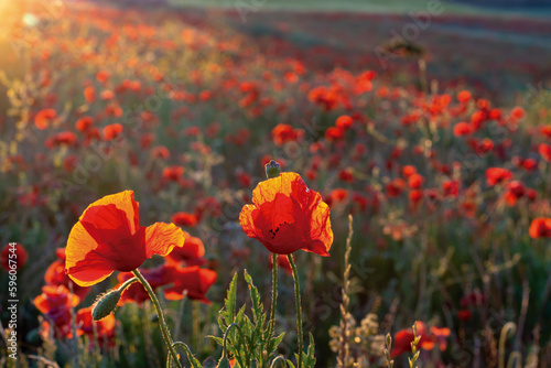 Beautiful poppy field at sunset