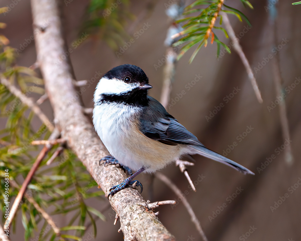 Obraz premium Chickadee Photo and Image. Close-up profile view perched on a coniferous tree branch in its environment and habitat surrounding.