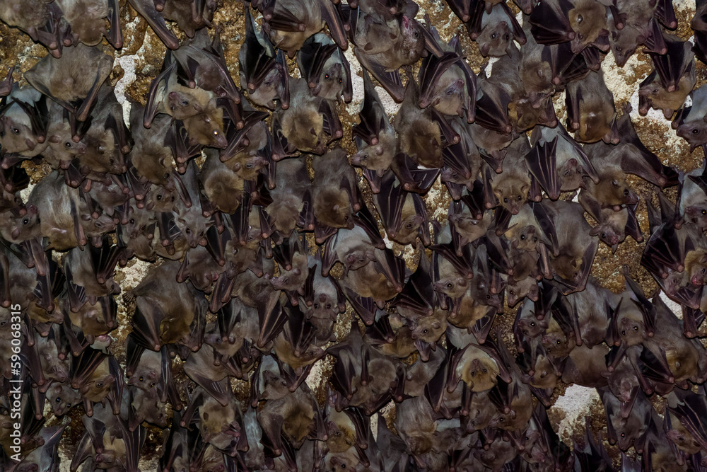 Background of many bats hanging upside down Background of many bats hanging upside down