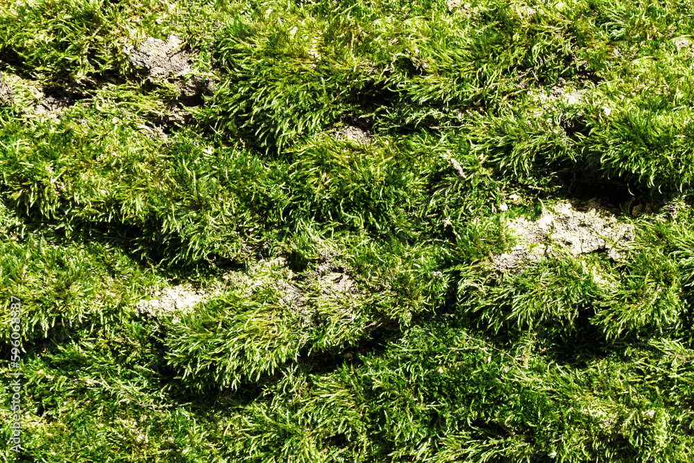 Obraz premium Close-up of a patch of green moss. The texture of the moss is visible in great detail, with small, intricate leaves and stems. Simplicity of this small plant. Green moss texture.