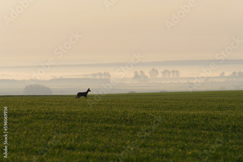 Samotna sarna na polu, bardzo wcześnie rano, przed wschodem słońca, mgły na polach.