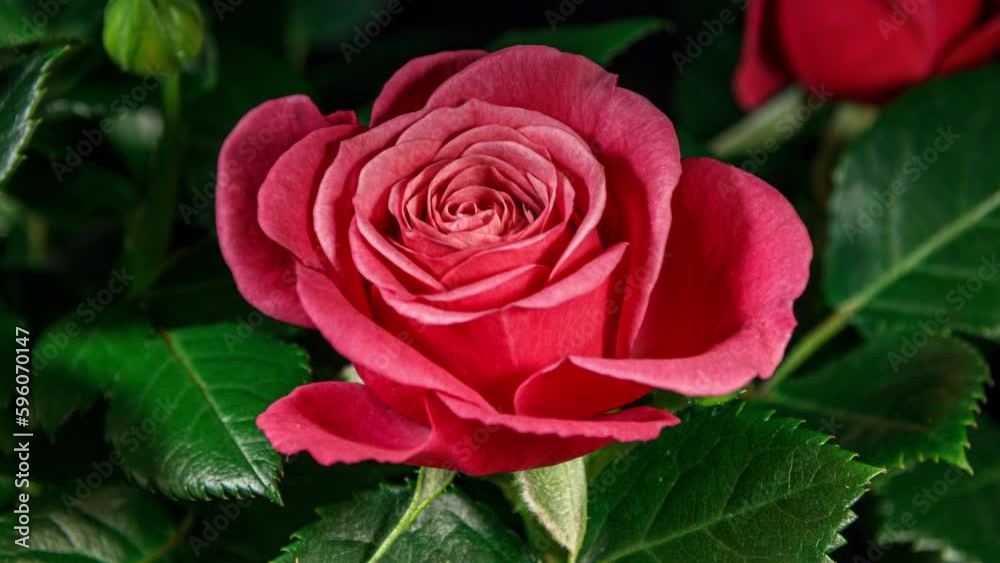 Timelapse of Pink Rose Growing Blossom from Bud to Big Flower on Green Leaves Background. Single One Plant Blooming and Moving Petals in Time Lapse Timelapse of Pink Rose Growing Blossom from Bud to Big Flower on Green Leaves Background. Single One Plant Blooming and Moving Petals in Time Lapse