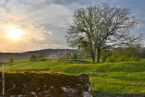 Sunset, forest and awakening of nature in spring April.