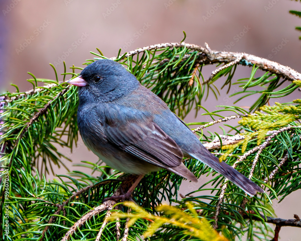 Obraz premium Junco Dark-eyed Photo and Image. State Coloured Junco close-up side profile view perched on a coniferous tree branch with a soft brown background
