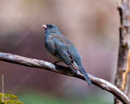 Junco Dark-eyed Photo and Image. State Coloured Junco perched on a tree branch with a soft brown background in its environment and habitat surrounding and displaying multi coloured wings. ©  Aline