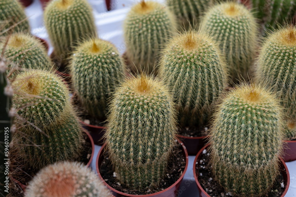 Small cactus plant Small cactus plant
