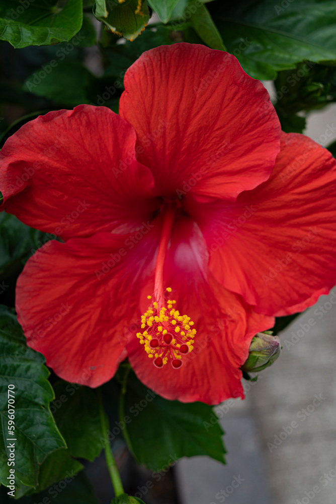 Red Hibiscus Red Hibiscus