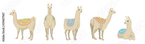 White Wooly Llama or Alpaca as Domesticated South American Camelid Vector Set