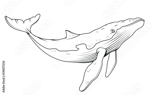 Blue whale. Vector illustration of a sketch largest sea animal. Marine mammal. Endangered sea species