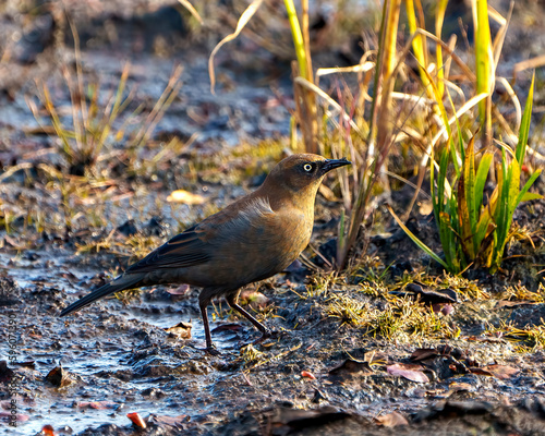 Rusty Blackbird Photo and Image. Foraging on aquatic vegetation in a marsh in its environment and habitat surrounding in North Ontario Canada. Grackle Family Species. photo