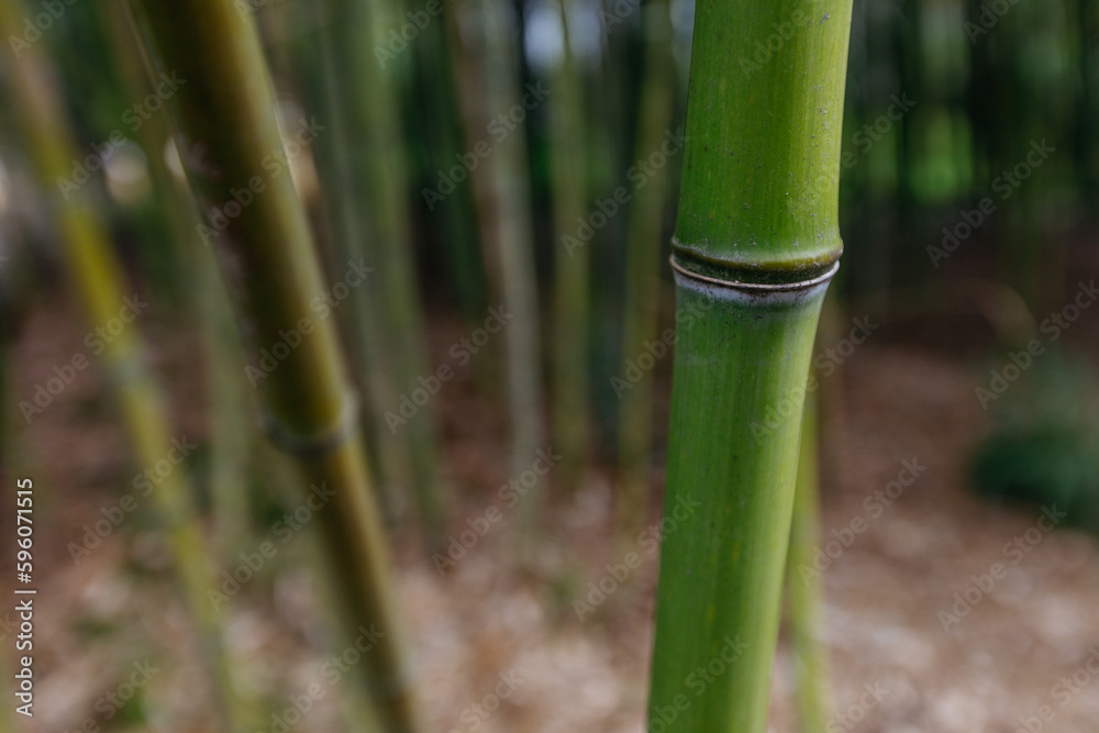 Fototapeta premium Bamboo forest in the morning, close up of bamboo trees. 
