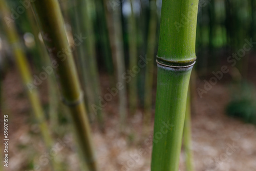 Bamboo forest in the morning, close up of bamboo trees. 