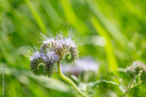 bee food blooming in light purple against blur of green meadow