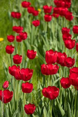 Red tulips in the city of Dnipro in Ukraine in the spring in the sun