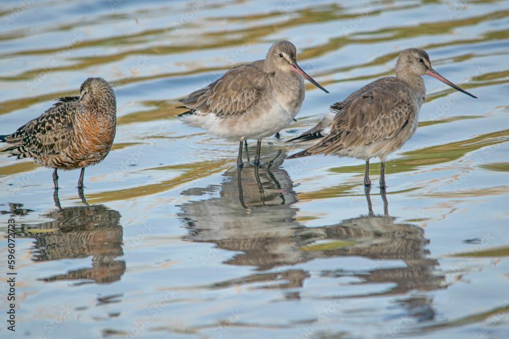 Bar-tailed godwits in Mar Chiquita lagoon , Buenos Aires , Argentina Bar-tailed godwits in Mar Chiquita lagoon , Buenos Aires , Argentina