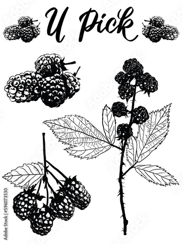 Hand drawn vector rubus blackberry, berries, fruit, for organic, boho, botanical hand painted u-pick farm sign, jam jelly label, baking recipes or seed packets. Elixir, cocktail, puree label and menu.