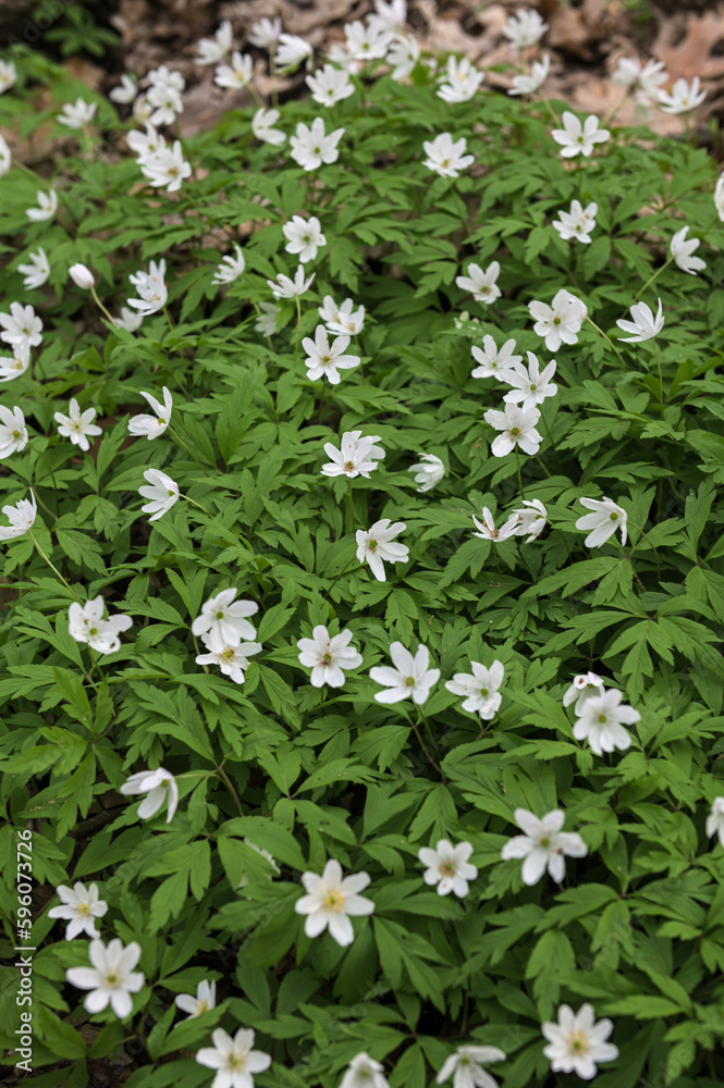 Spring wild flowers - wood anemone, windflower (Anemone nemorosa) Spring wild flowers - wood anemone, windflower (Anemone nemorosa)
