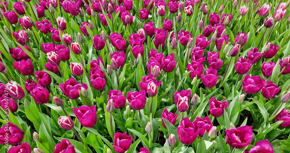Beautiful and colorful blooming tulips flowers in the green garden Beautiful and colorful blooming tulips flowers in the green garden