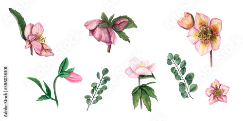 Set of watercolor hellebores isolated on white background. Illustration for Valentine s day  wedding invitation  birthday and mother s day cards  prints and different decorations.