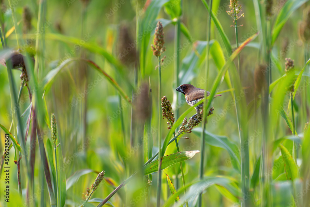 Naklejka premium bird in the grass