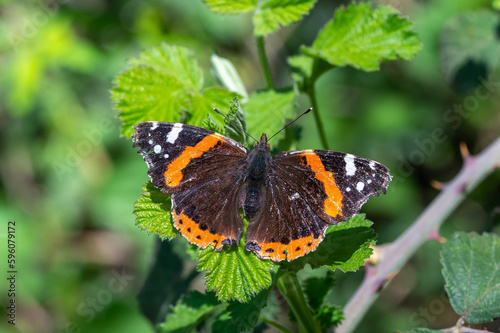 Nymphalidae / Atalanta / Red Admiral / Vanessa atalanta