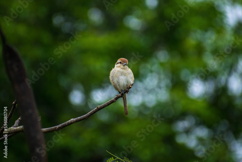 robin on a branch